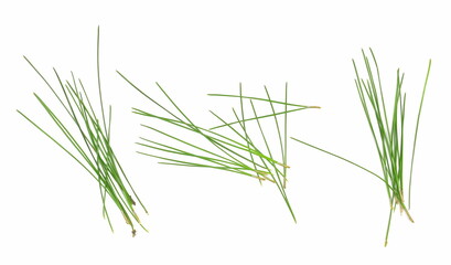 Set fir tree, pine needles isolated on white