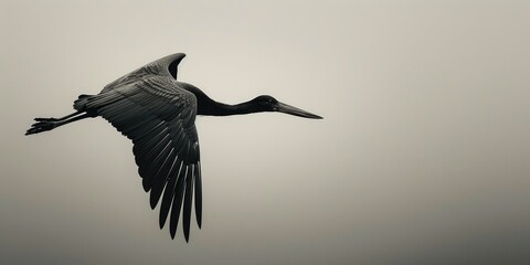 Obraz premium Black stork flying against a gray sky