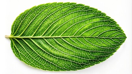 Obraz premium Top view of green leaf resembling a fingerprint , nature, plant, foliage, organic, texture, pattern, thumbprint, close-up
