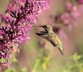 hummingbird and flowers