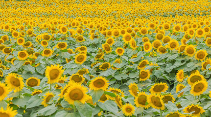 Sunflower Field In Full Bloom