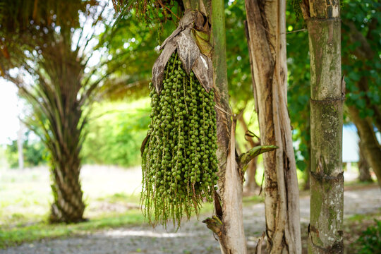 Bunches of Fishtail Palm, Wart Fishtail Palm, Clustered Fishtail Palm (Caryota Urens) hanging on tree in the nature park.