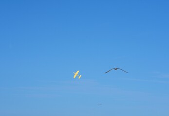 Toy yellow airplane and seagull against the background of blue cloudless sky