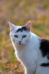 Obraz premium Entspannter Kater im Abendlicht auf einer Wiese