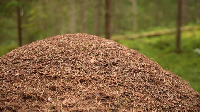 ant hill with moving ants. ant colony