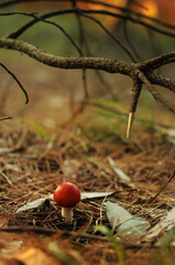 Red-capped mushroom on the forest floor, surrounded by dried pine needles and leaves