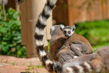 Baby lemur on its mother's back. Lemur catta © TAMER YILMAZ