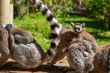 Baby lemurs on their mother's back. Lemur catta