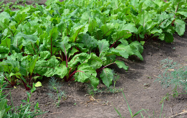 a field of lettuce with green leaves isolated in the garden 
