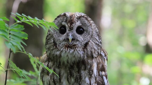 Tawny owl in summer forest (Strix aluco)