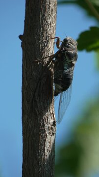 A cicada sits on a tree at summer, closeup shot. Singing loudly to call the female. Intense buzzing of cicadas. Cicada Lyristes plebejus. Vertical video