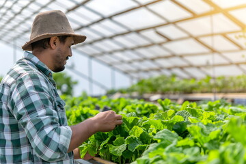 Obraz premium Farmer inspecting lettuce plants in modern greenhouse, wearing hat and plaid shirt