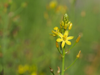 Beautiful close-up of bulbine semibarbata