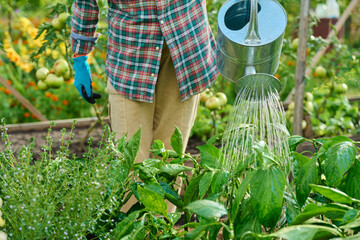 Close-up of watering can in hands watering vegetable plants in a raised bed © Valerii Honcharuk