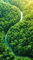 Aerial of a dense forest with a winding river cutting through the greenery, sunlight casting long shadows from the tall trees
