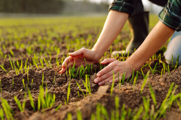 Agriculture. Farmer's hand strokes green wheat sprouts. Farmer examines future wheat harvest. Concept of natural farming, agriculture.