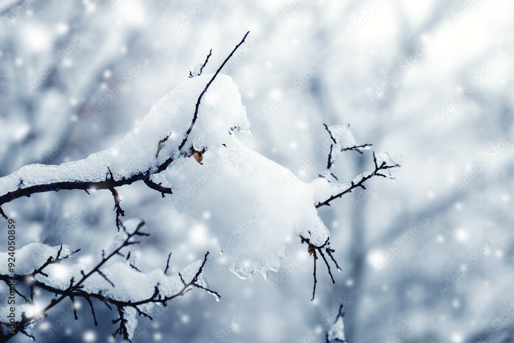 Poster tree branches covered with a large cap of snow during snowfall