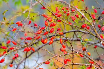 A rose bush with red berries in sunny weather