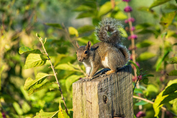 A good looking specimen of common Grey Squirrel  is attentive with ears erect and tail tightly curled.