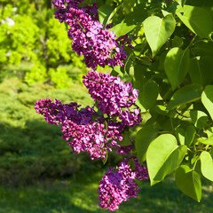 Beautiful lilac flowers branch on a green background