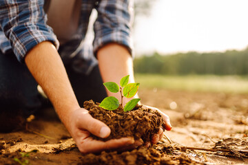 Close up of Young small sprout for landing in the ground in hands farmer. Concept of natural...