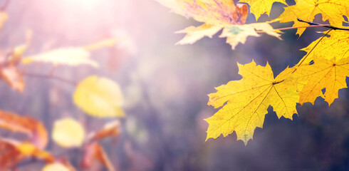 Autumn background with yellow maple leaves in sunny weather