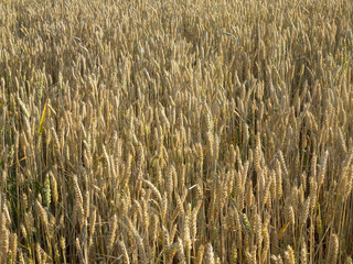 Top view of unripe ear of wheat close-up in agricultural farm field on full background