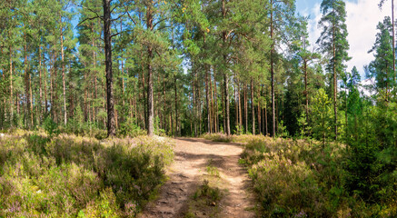 Dirt road in a pine forest. Panorama. August. Background.