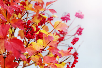 Viburnum bush with red berries and red and yellow leaves on a light background