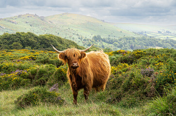 highland cow in the mountains