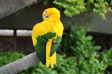 yellow and green parrot