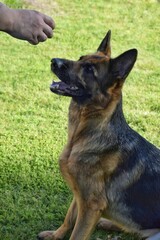 German Shepherd sits and listens to the owner's command