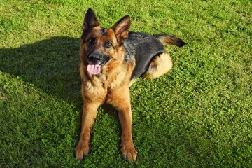 A German Shepherd lies on the grass