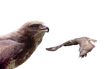 hawk isolated on white background
