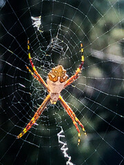 close-up of the Silver Garden Spider (Argiope argentata)