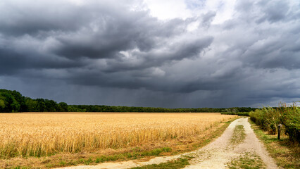 Fototapeta premium A dirt path runs alongside a golden wheat field, with the Dark, ominous clouds from the 2023 summer storm Poly, looming overhead.