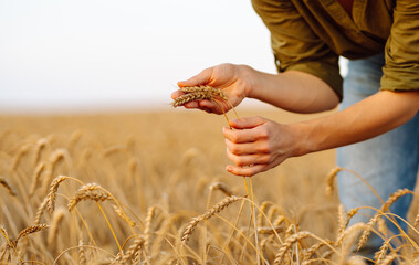 Wheat quality check. Farmer woman touching wheat spikelets in field. Harvesting. Agribusiness. Gardening concept.
