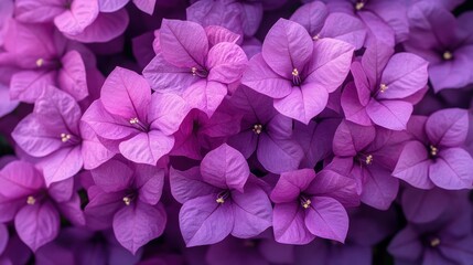 Purple Bougainvillea Closeup