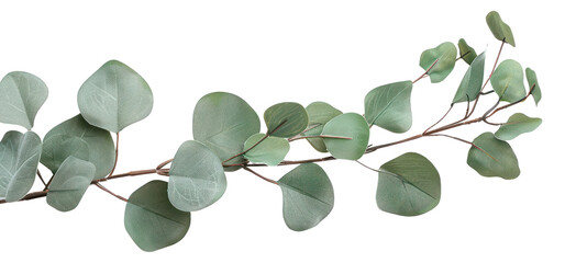 Obraz premium PNG Spiral Eucalyptus Branch annonaceae blossom herbal.