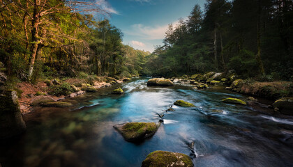 Obraz premium river in the forest