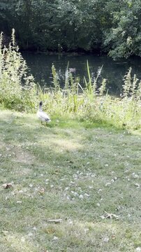 Meer in Gelderland, Nederland