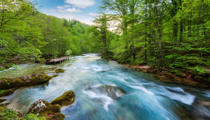 Obraz premium River in the forest