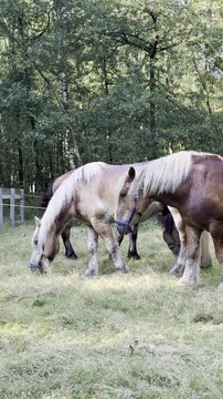 paarden in de Nederlandse provincie Gelderland