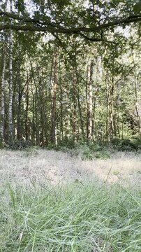 groen in de provincie Gelderland