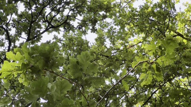 groen in de provincie Gelderland