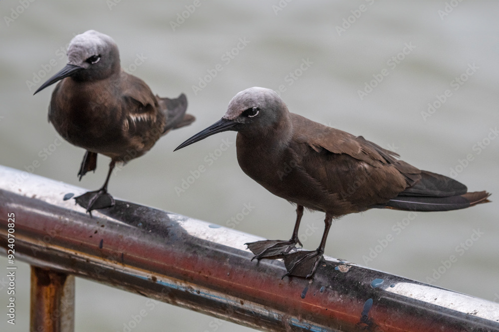 Wall mural lesser noddy or anous tenuirostris near elephanta island maharashtra, india