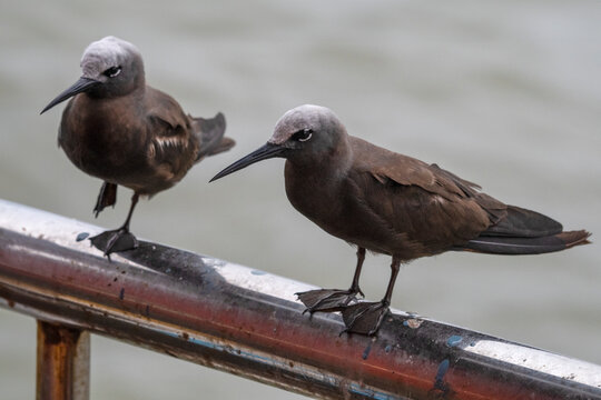 lesser noddy or Anous tenuirostris near Elephanta Island Maharashtra, India