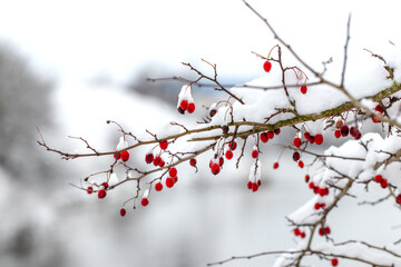 Hawthorn branch covered with snow with red berries