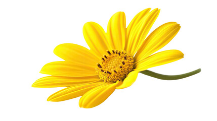 Fototapeta premium Yellow flower transparent background