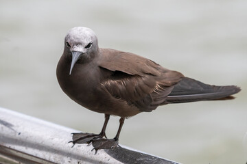 lesser noddy or Anous tenuirostris near Elephanta Island Maharashtra, India